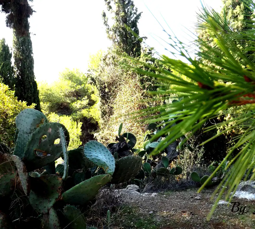 Ver fotos de jardineria 93 Ver fotos de jardineria 96