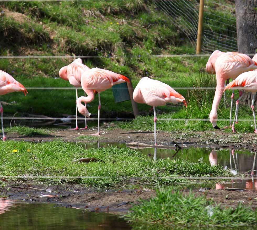 Flamingo in Saint-Martin-la-Plaine