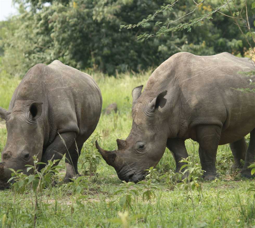 Rinoceronte en Kampala