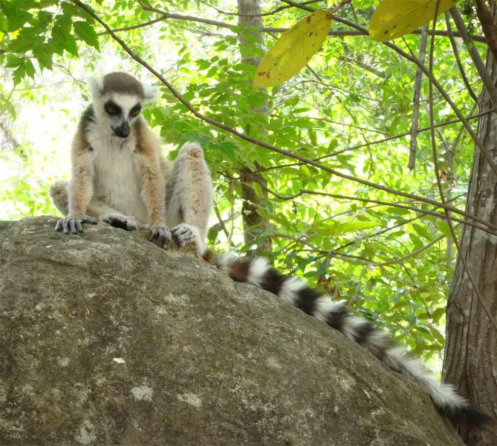 Mono en Madagascar