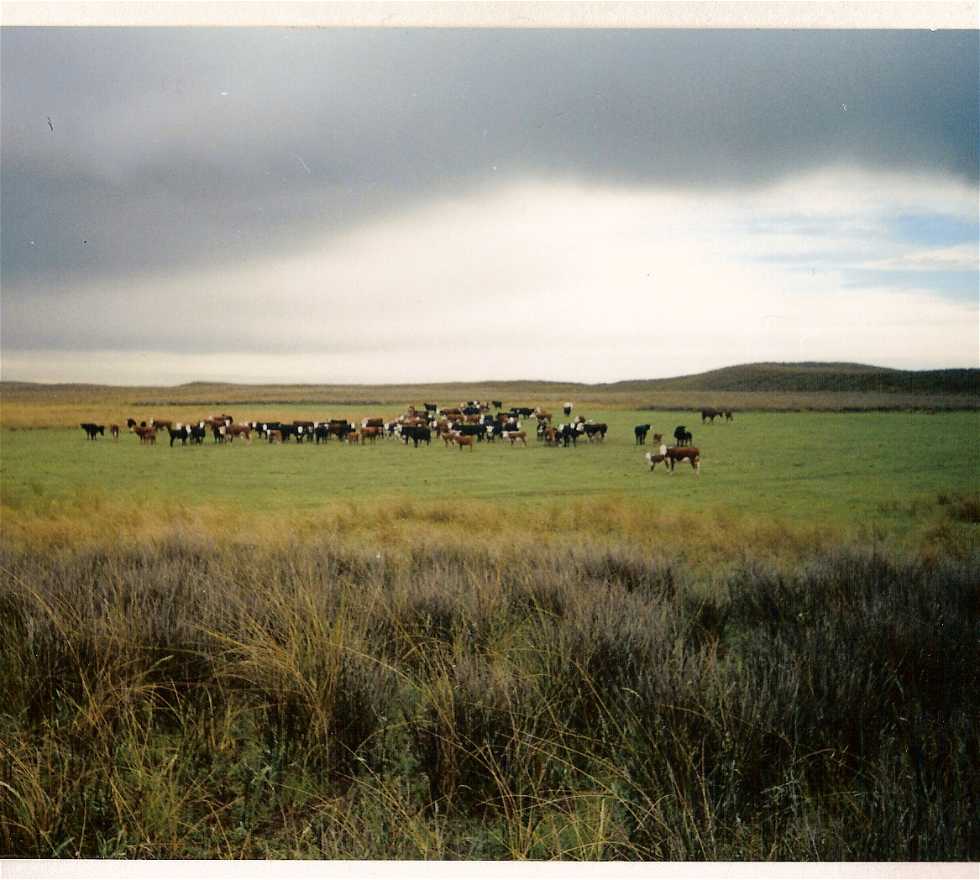 Grassland in Bahía Blanca