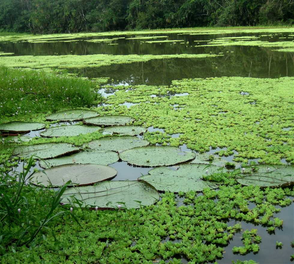Marsh in Iquitos
