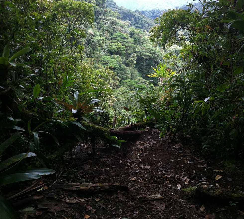 Verde en Monteverde