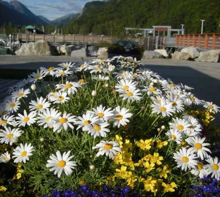 Flor en Juneau