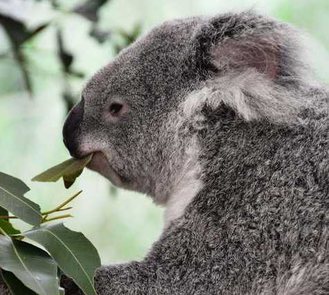 Koala en Brisbane