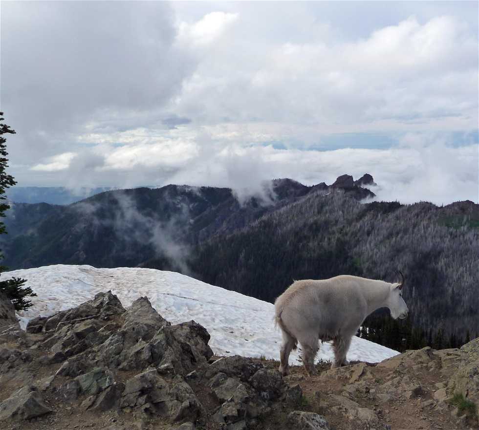 Mountain Goat in Seattle