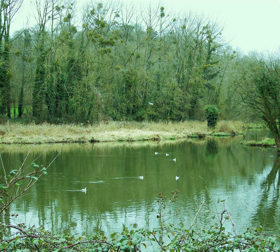 Pond in Plouër-sur-Rance