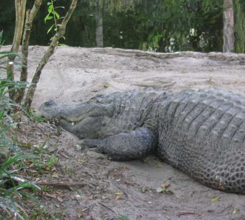 Crocodile in Tampa