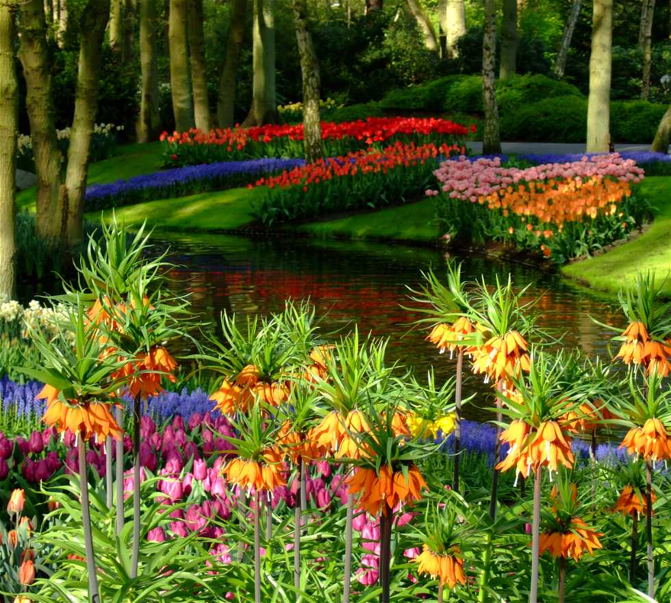 Flor en Holanda Meridional
