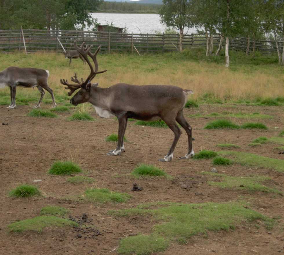 Fauna silvestre en Kiruna