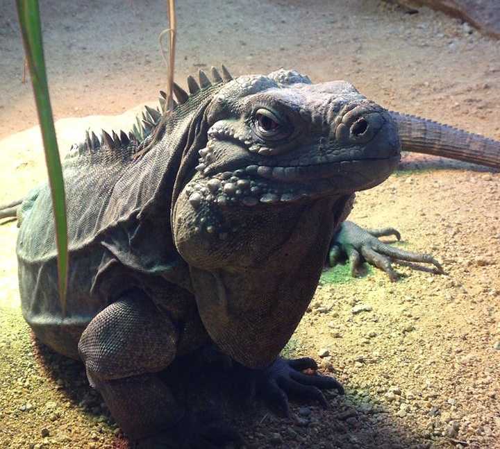 Iguana em Grouville