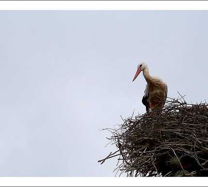 Stork in Pont-Hébert
