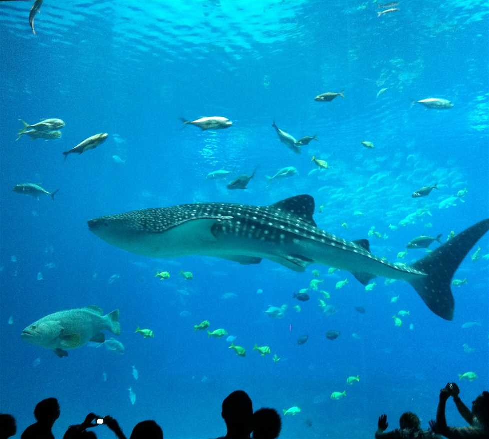 Aquarium in Atlanta