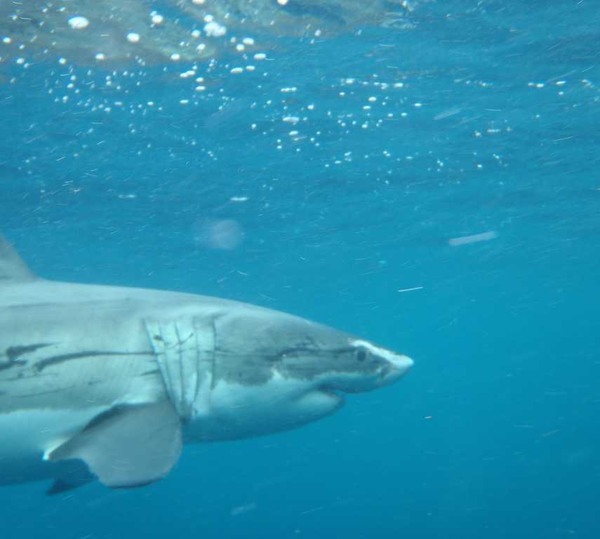 Tiburón en Port Lincoln