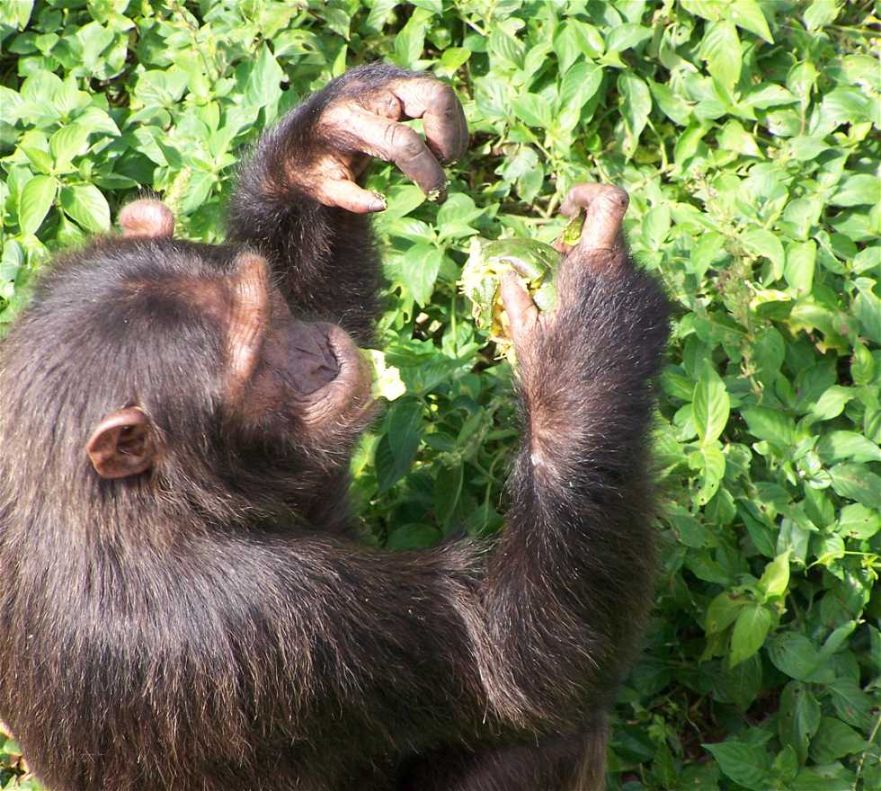 Mono en Uganda