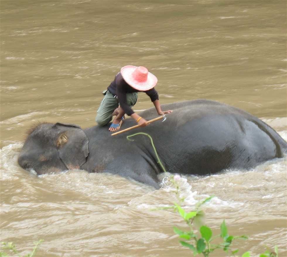 Wildlife in Chiang Mai
