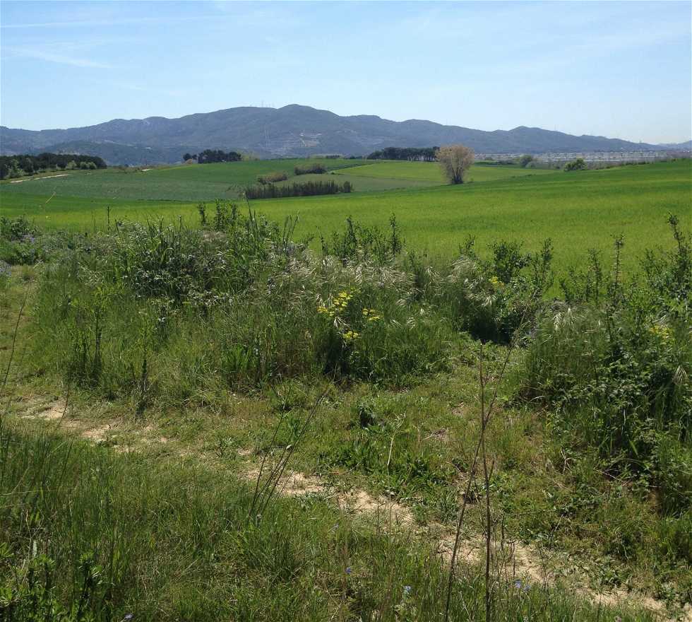 Vegetation in Mollet del Vallès