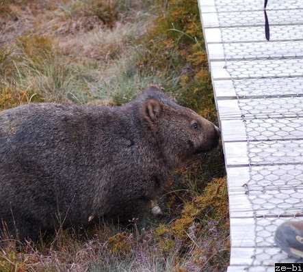 Wombat em Cradle Mountain