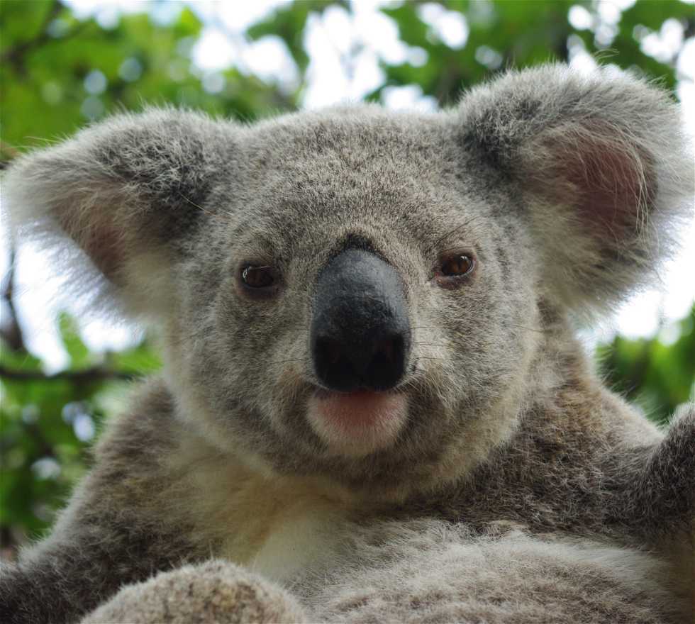 Koala en Brisbane