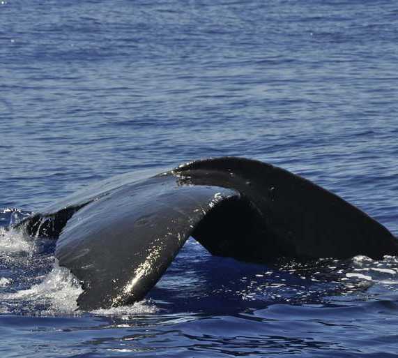 Humpback Whale in Lahaina