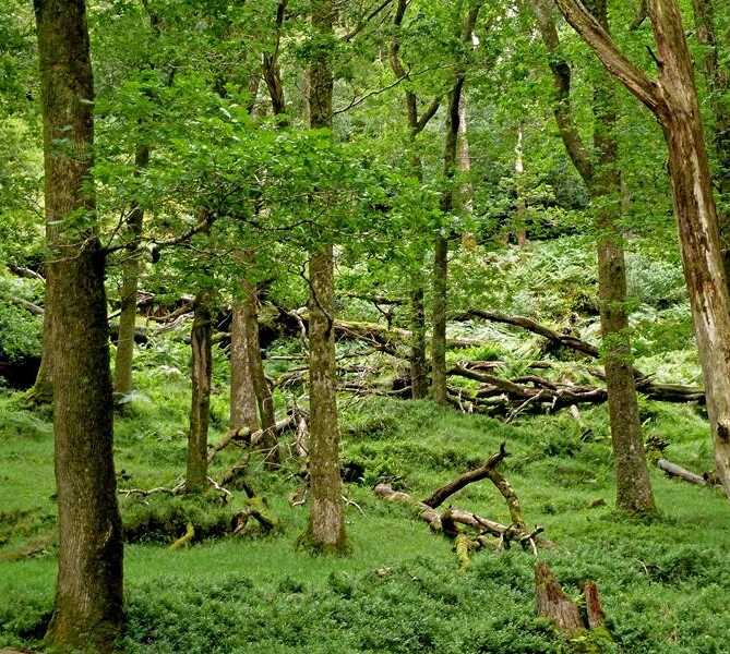 Bosque en Glendalough
