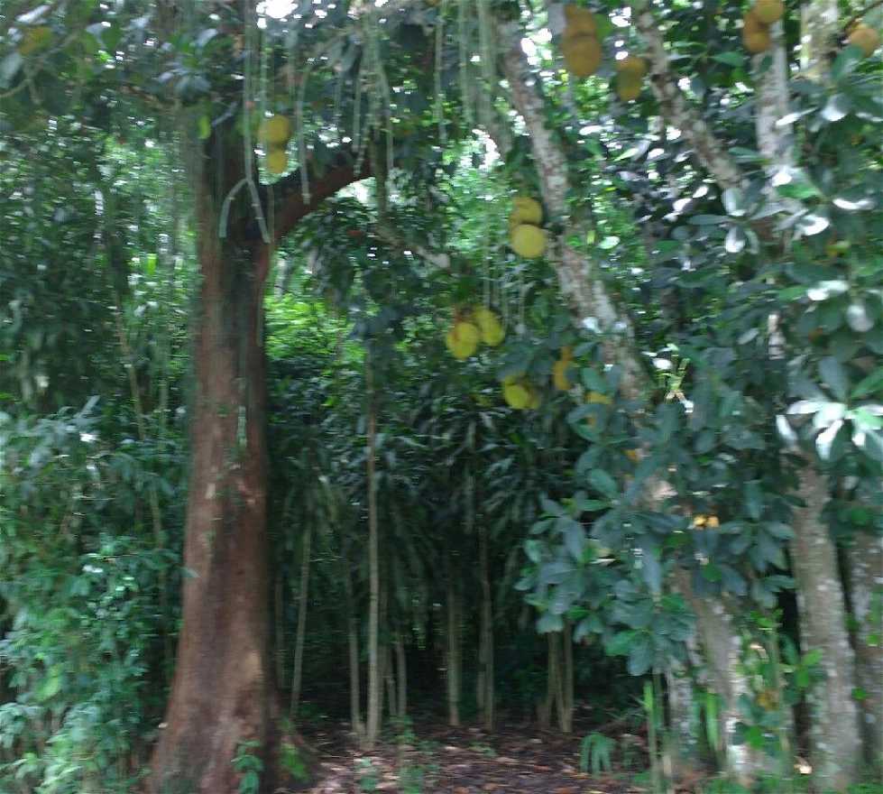 Bosque en São José dos Campos