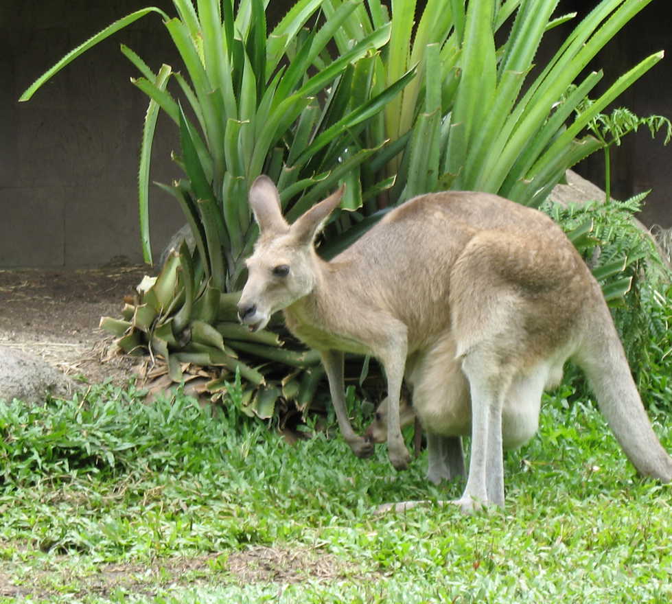 Photos Of Kuranda Koala Gardens Images