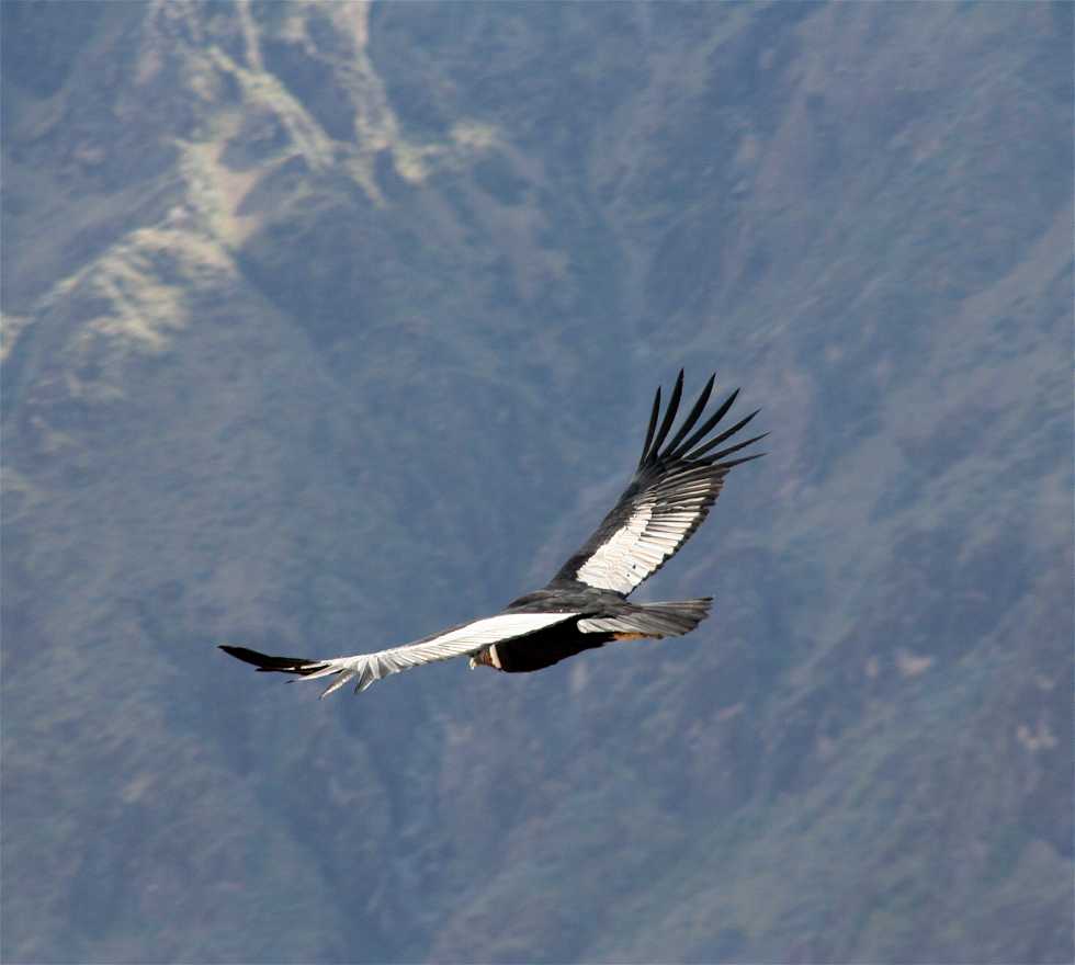 Avvoltoio a Arequipa