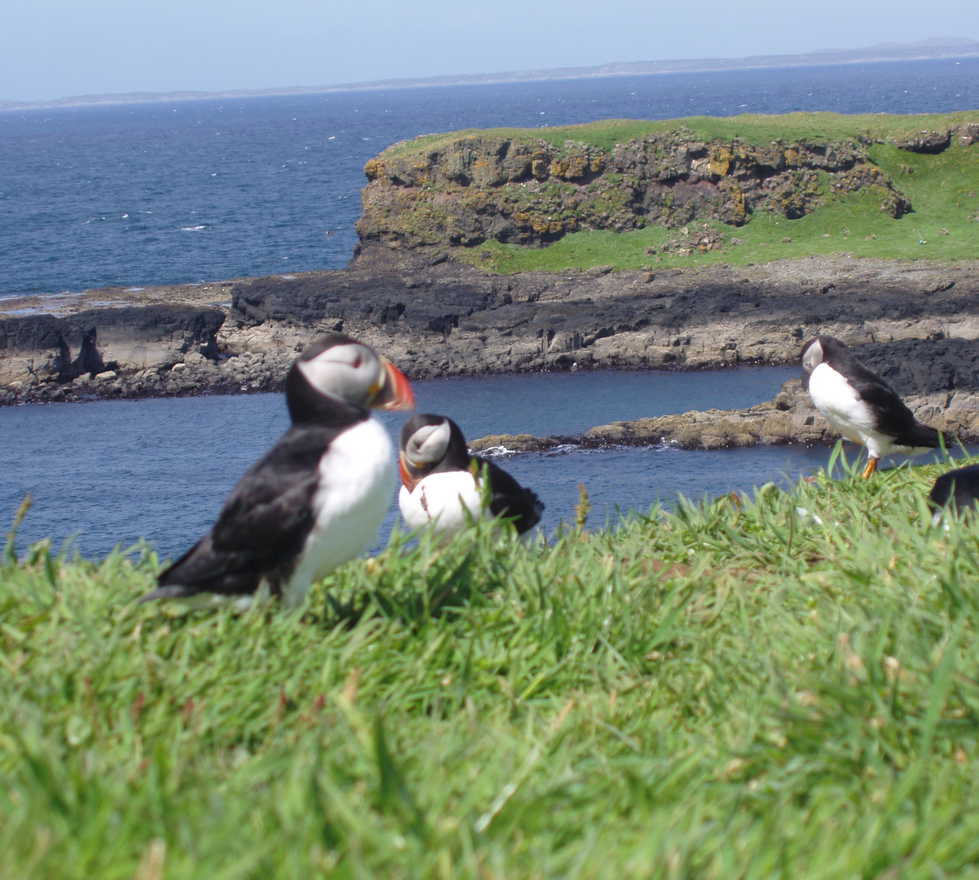 Resultado de imagen de Islas Treshnish