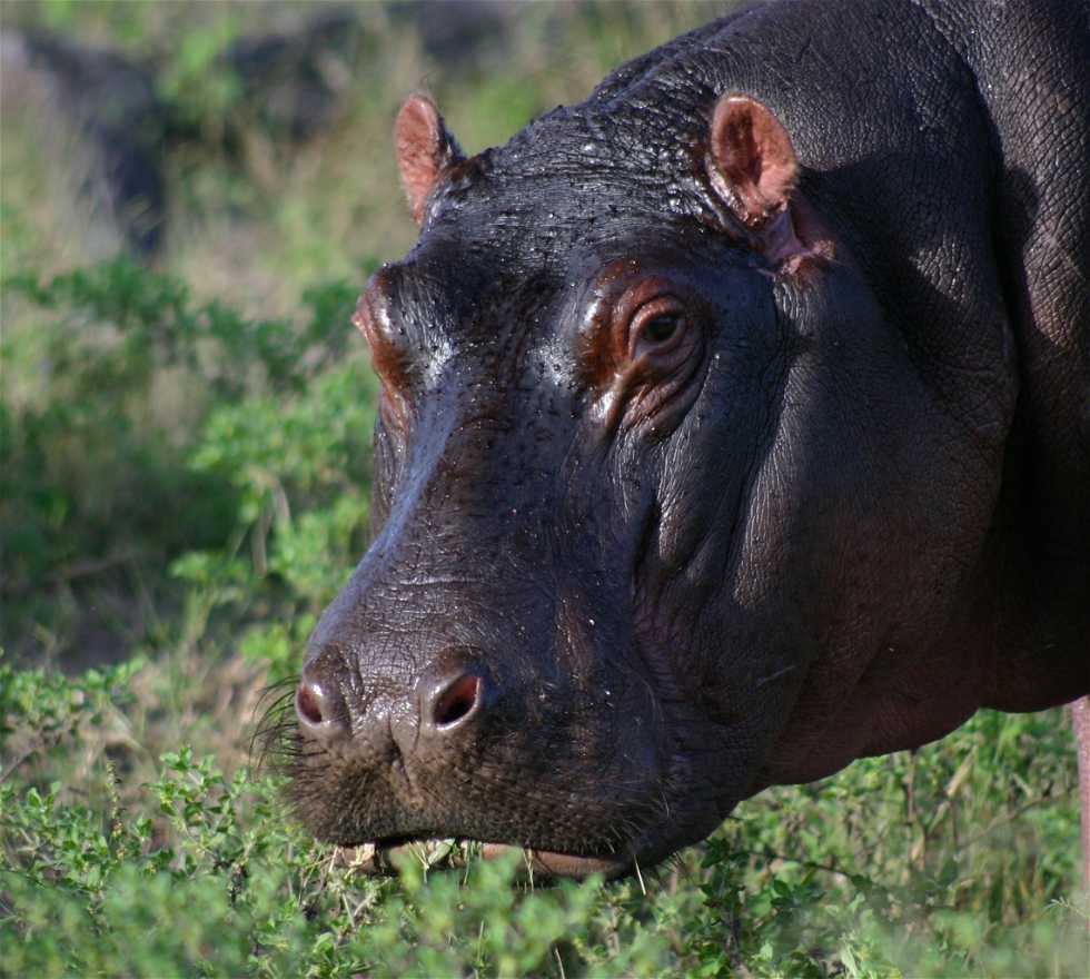 Hipopótamo en Kachikau