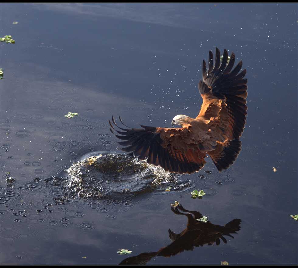 Águila en Rio Verde de Mato Grosso