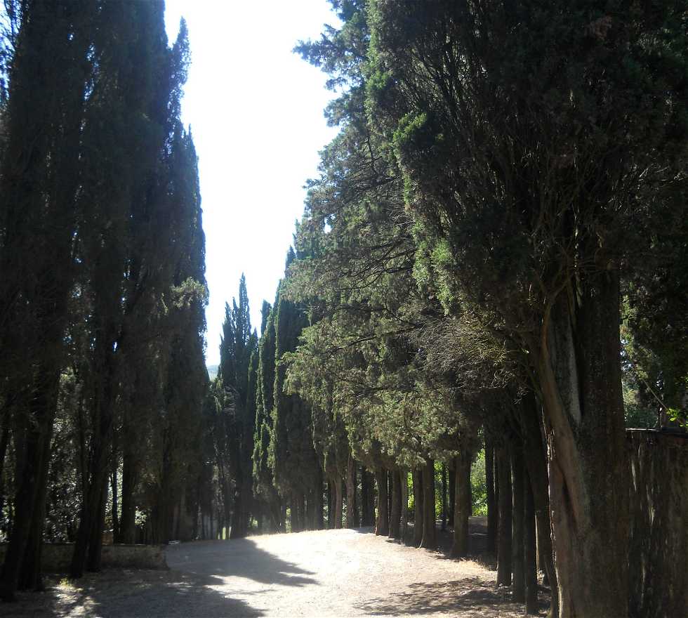 Árbol en San Piero a Sieve