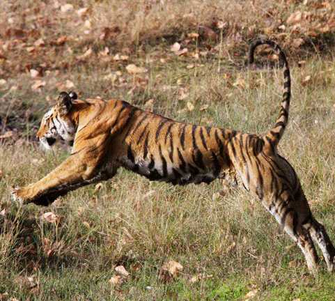Tigre en Jabalpur