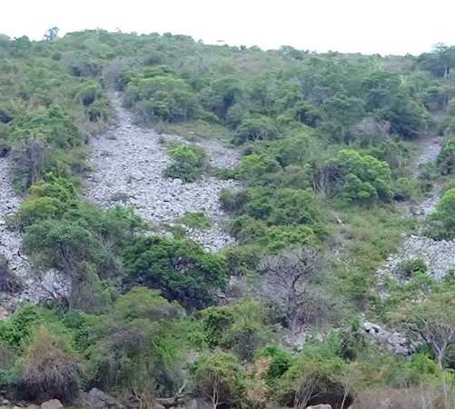 Vegetación en Serra Talhada