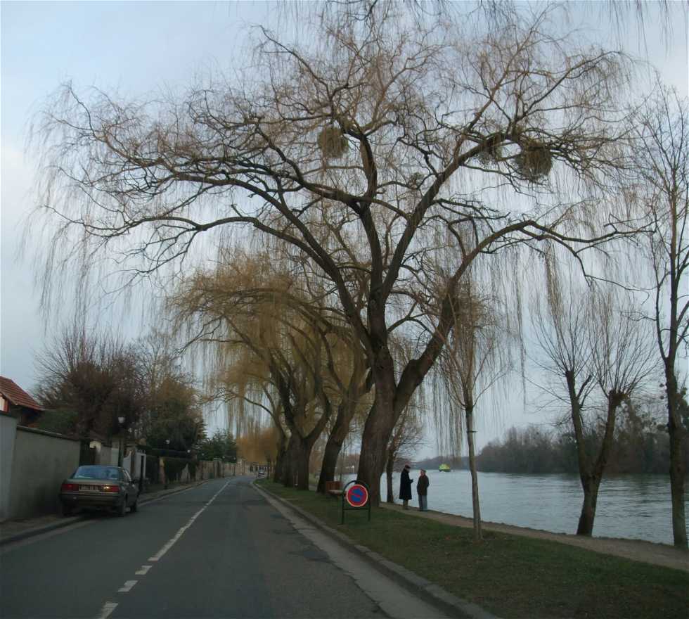 Árbol en Carrières-sur-Seine