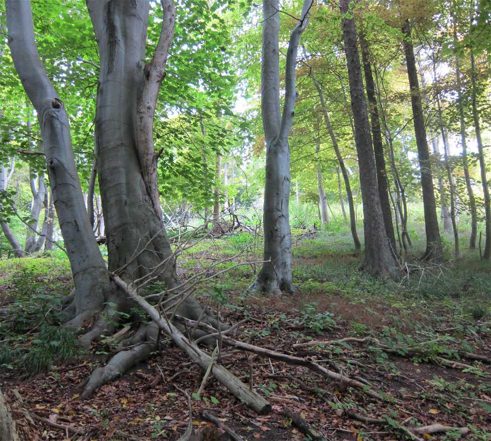 Forêt à Sassnitz