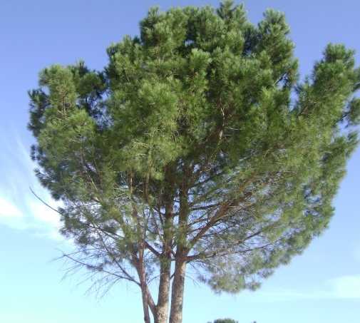 árvore em Ayn Darahim
