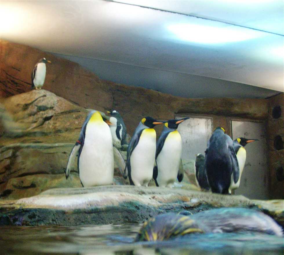 Aquarium in Benalmádena