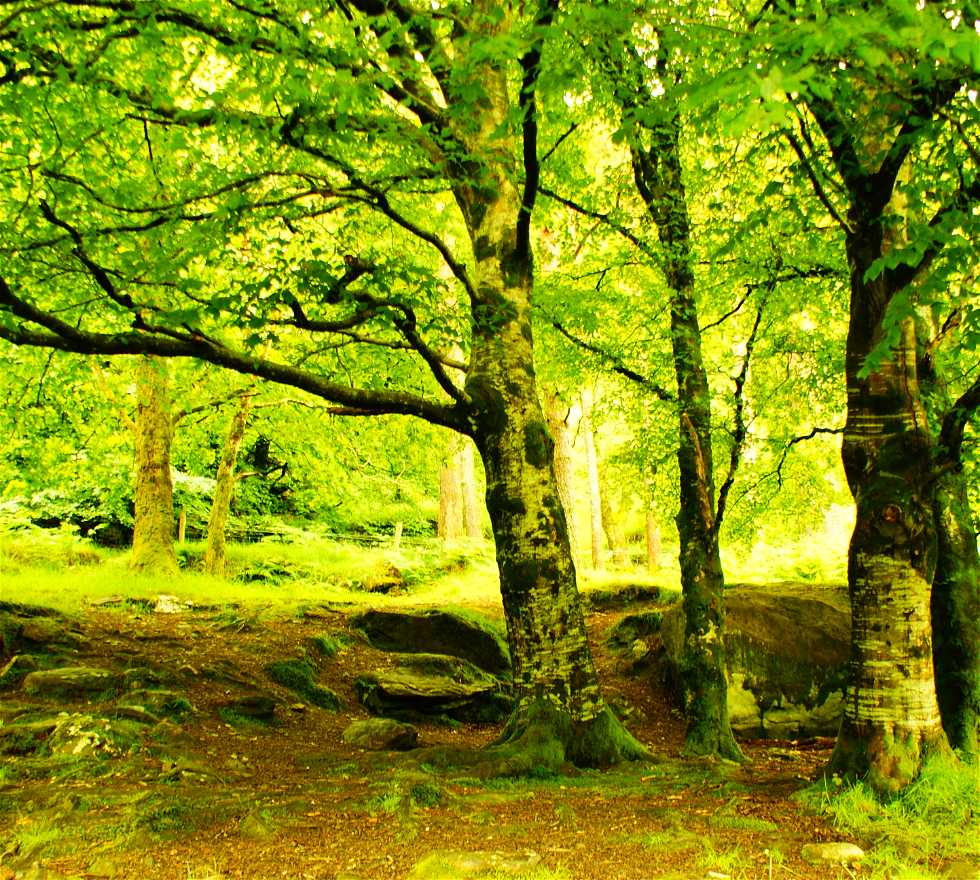 Árbol en Glendalough