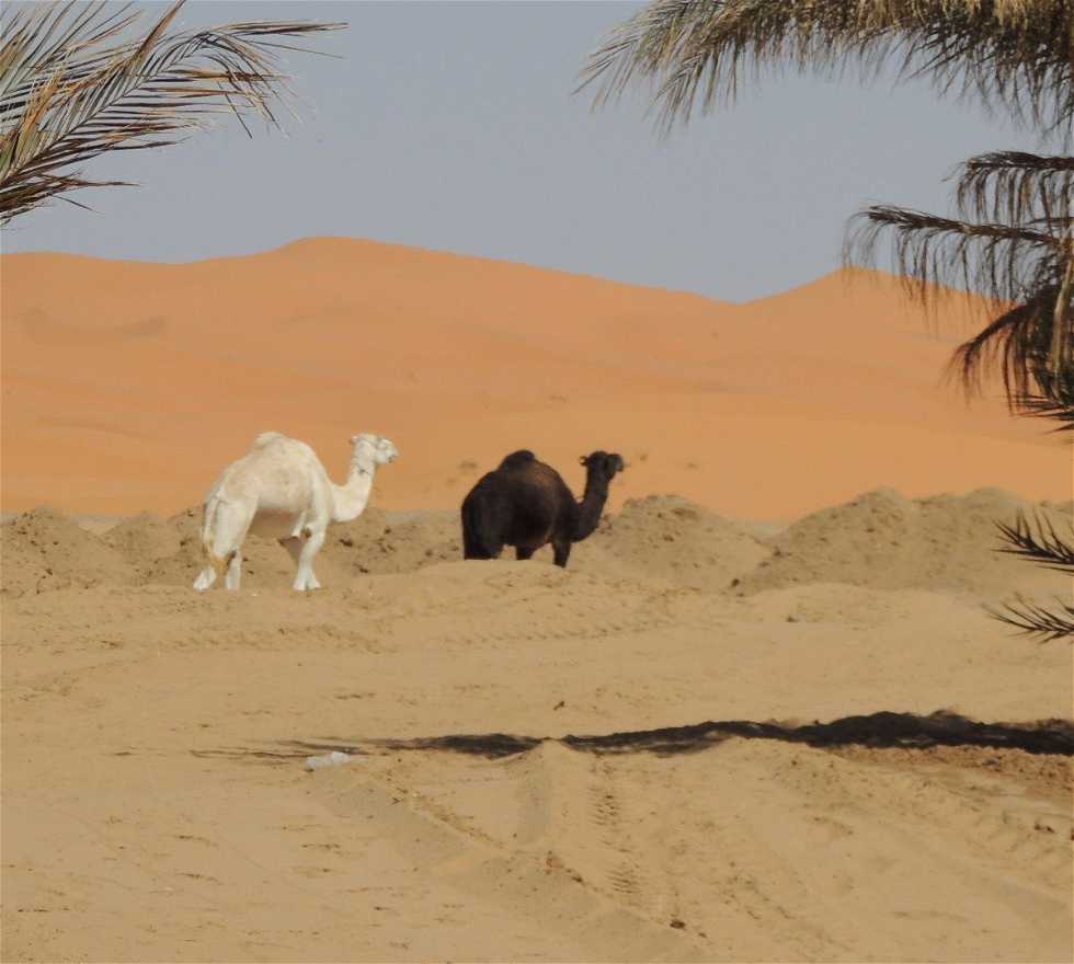 Sahara en Hassilabied