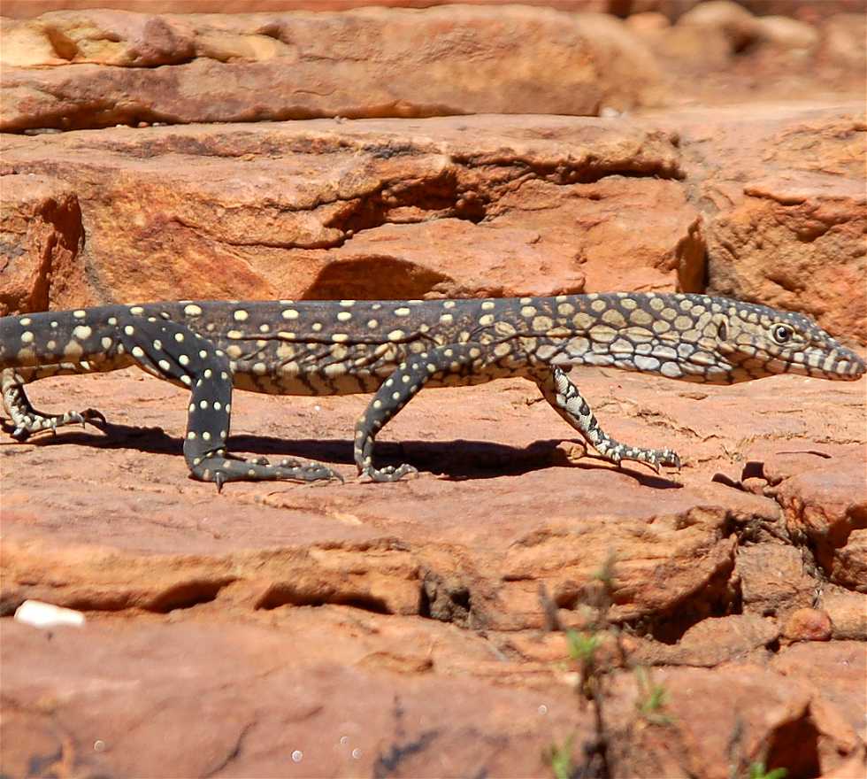 Animal en Alice Springs