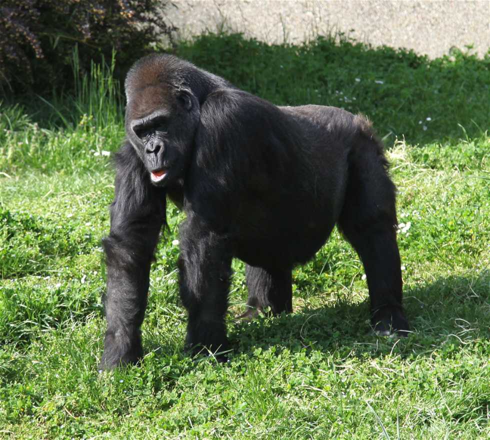 Western Gorilla in Saint-Martin-la-Plaine