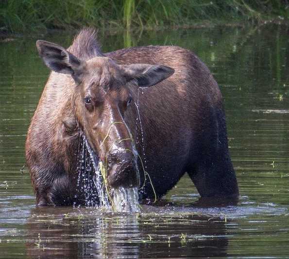 Wildlife in Fairbanks