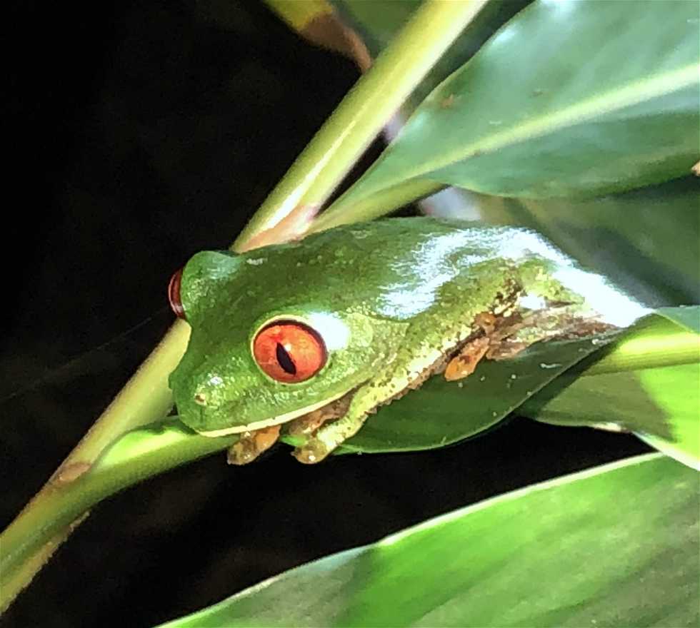Frog in Limón