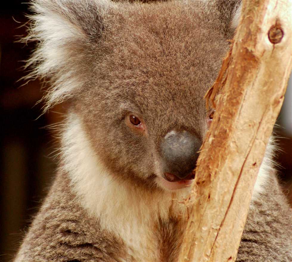Koala en Kangaroo Island