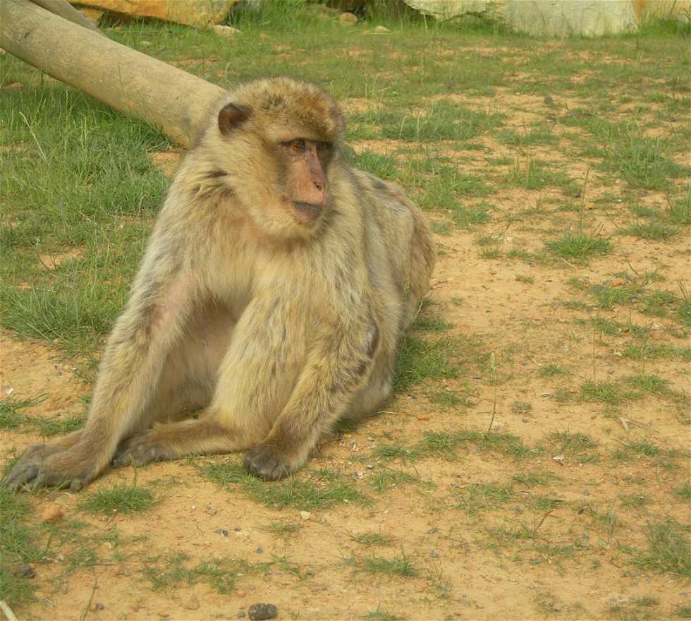 Mono en La Boissière-du-Doré