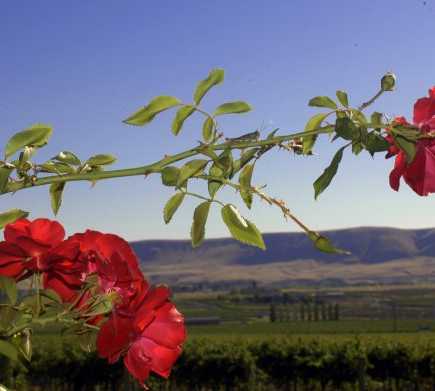 Flor en Yakima