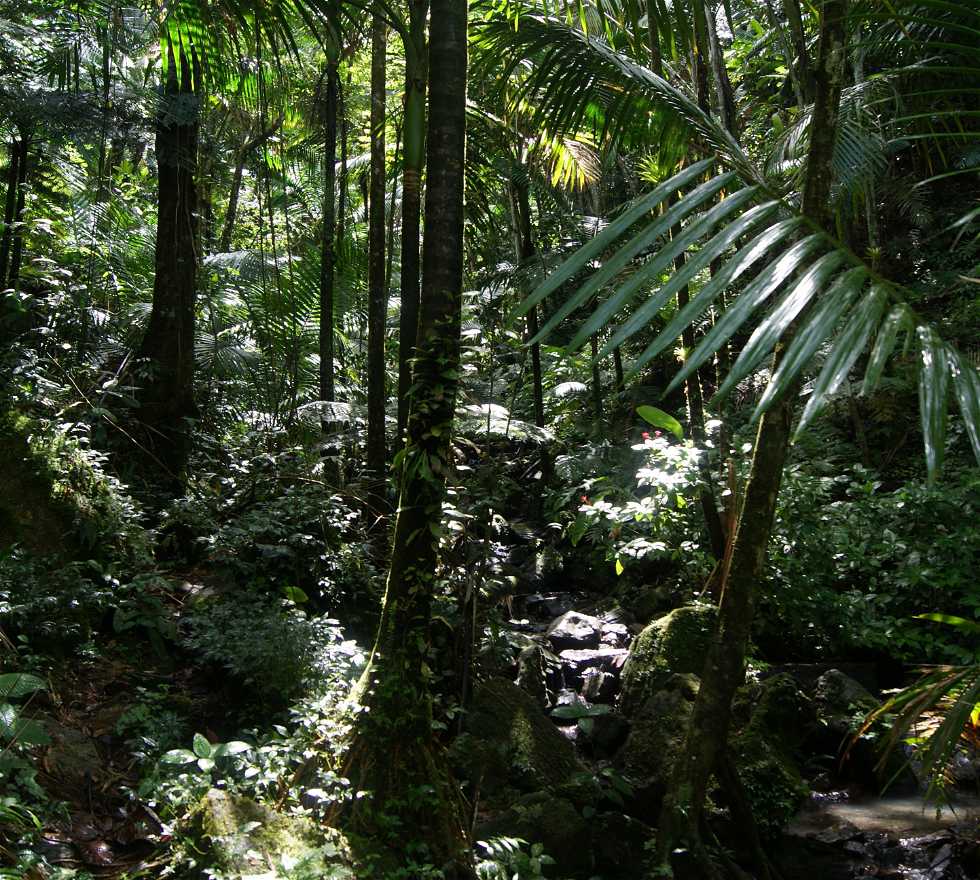 Selva en El Yunque