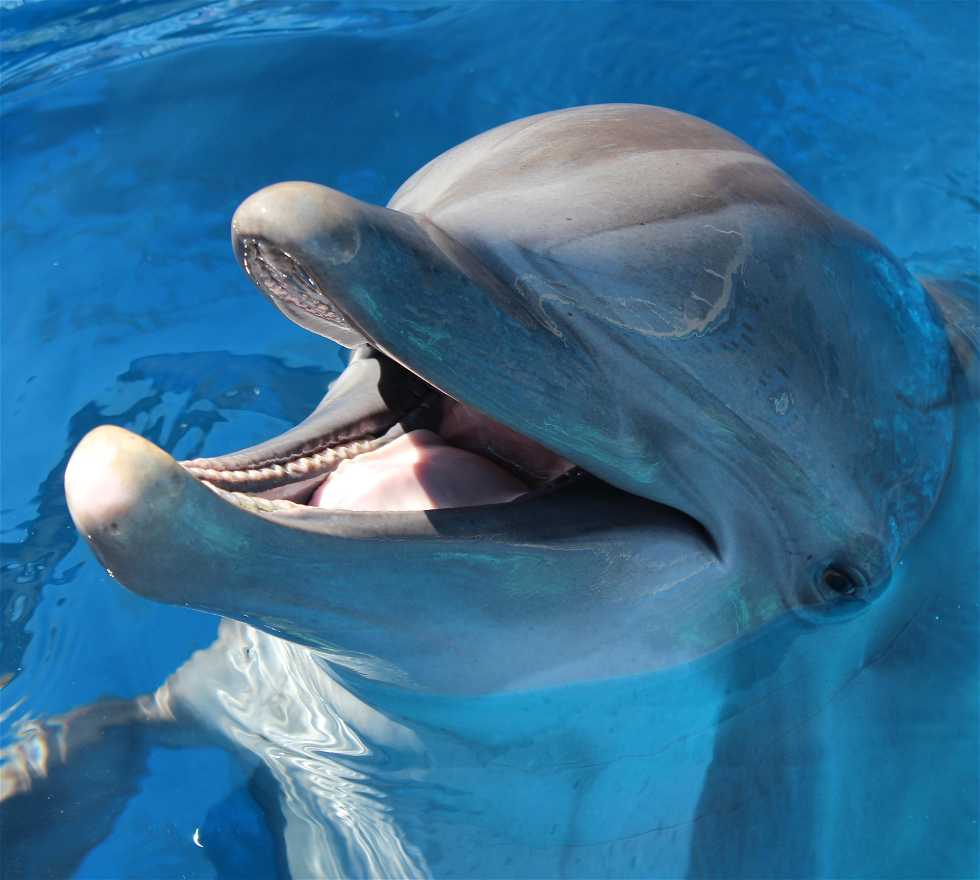 Delfín en Fort Walton Beach