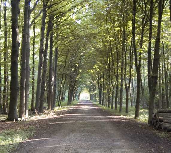 Bosque en Grevenbroich
